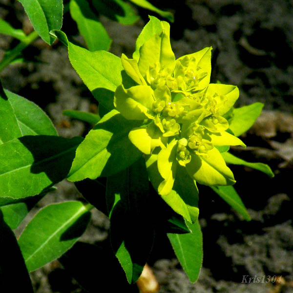 (Euphorbia brittingeri)