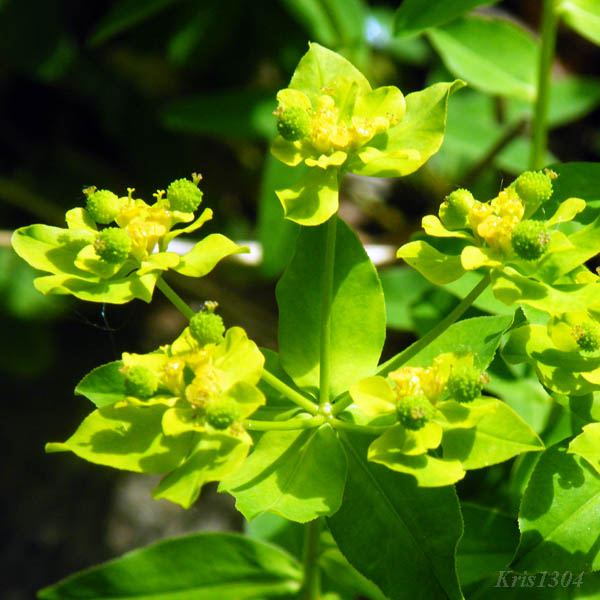 (Euphorbia brittingeri)