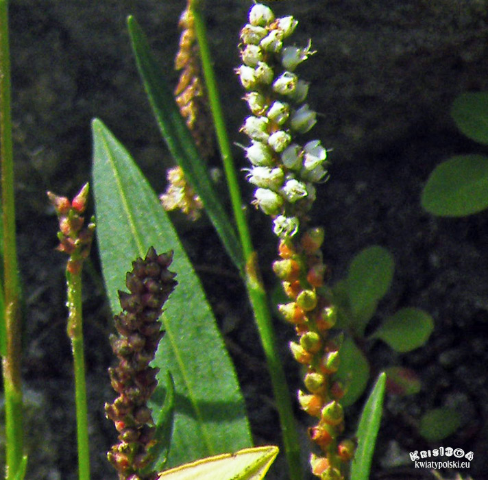 Polygonum viviparum