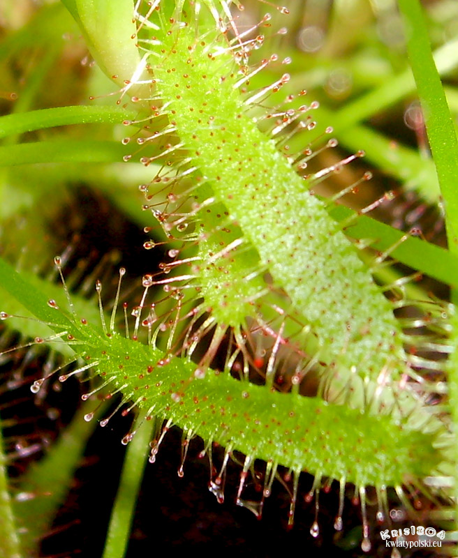 Drosera anglica