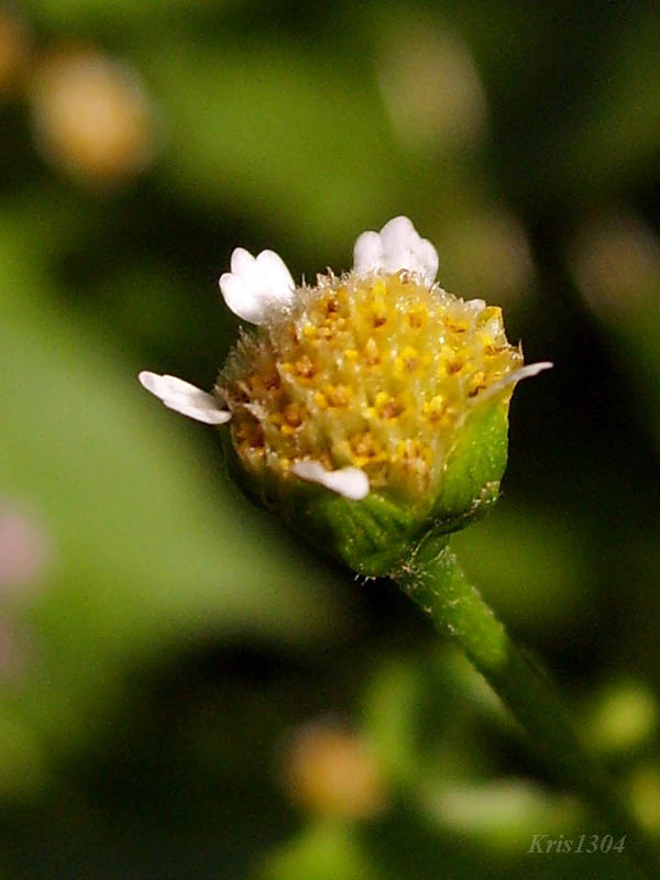 żółtlica drobnokwiatowa