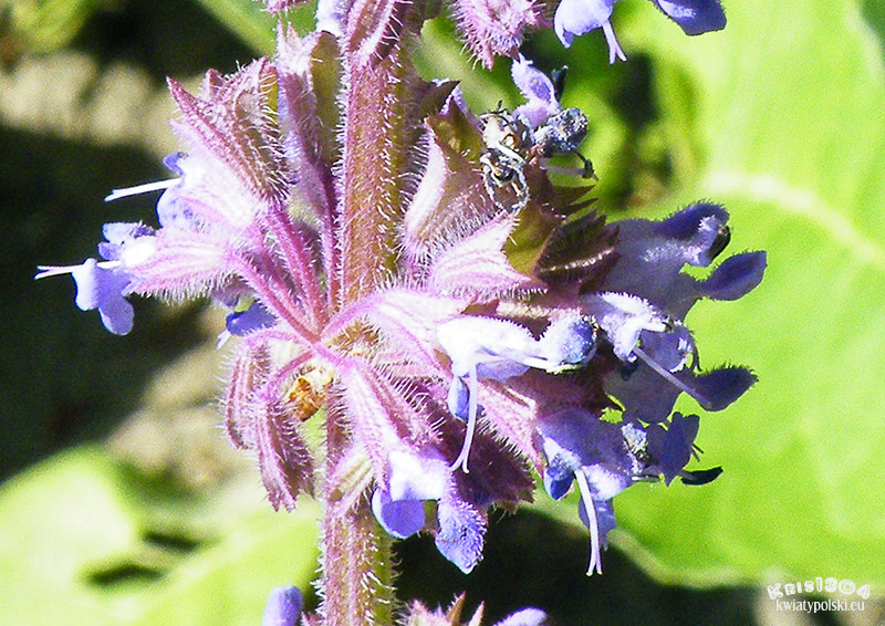 Salvia verticillata