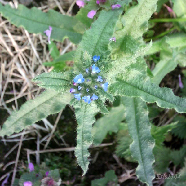 (Anchusa arvensis)