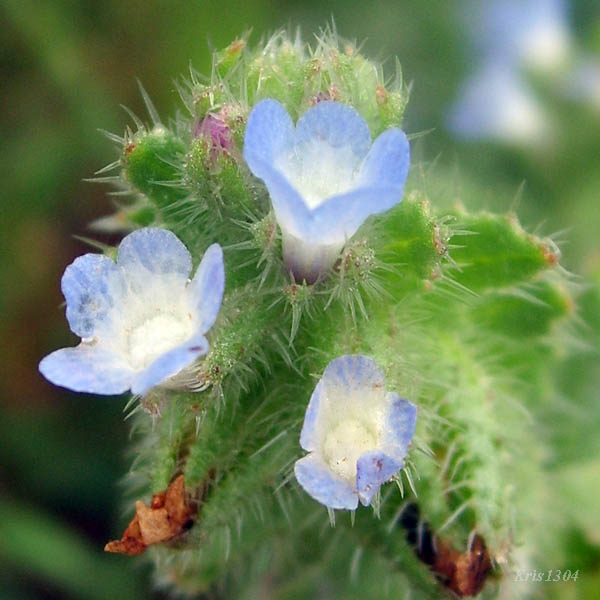 (Anchusa arvensis)