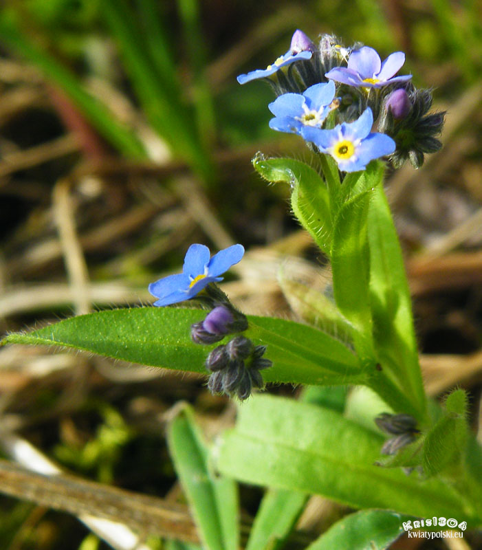 niezapominajka alpejska