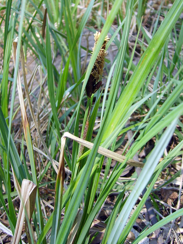 (Carex acutiformis)