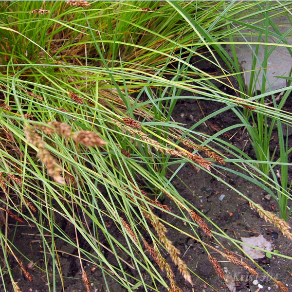 (Carex elongata)