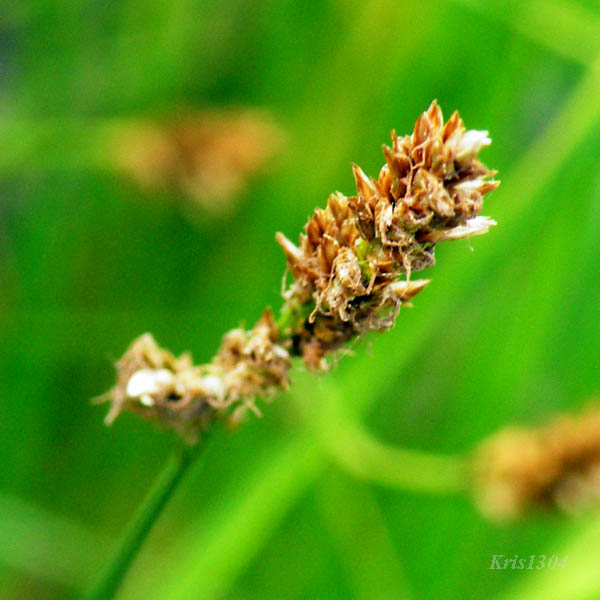 (Carex elongata)