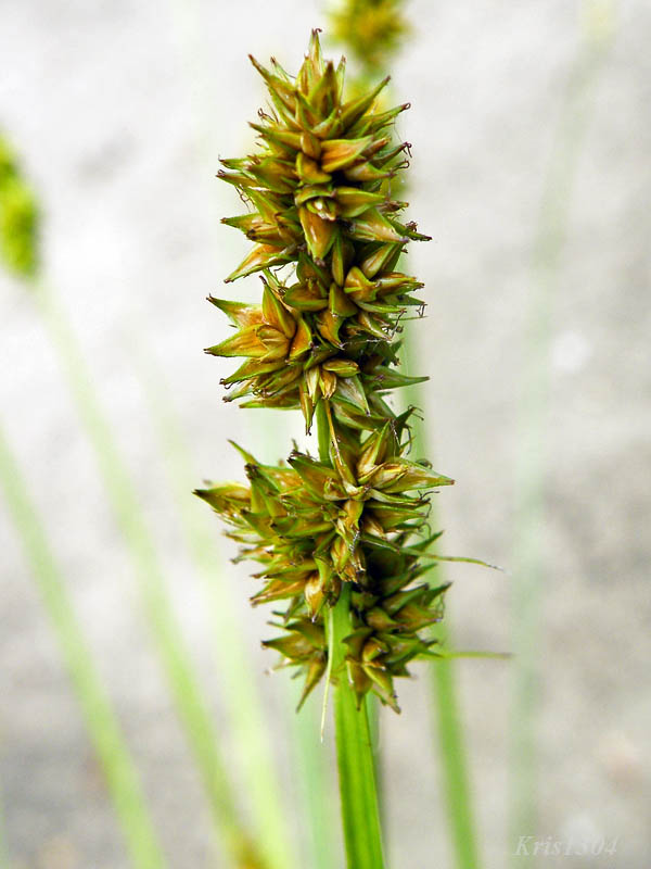 (Carex vulpina)