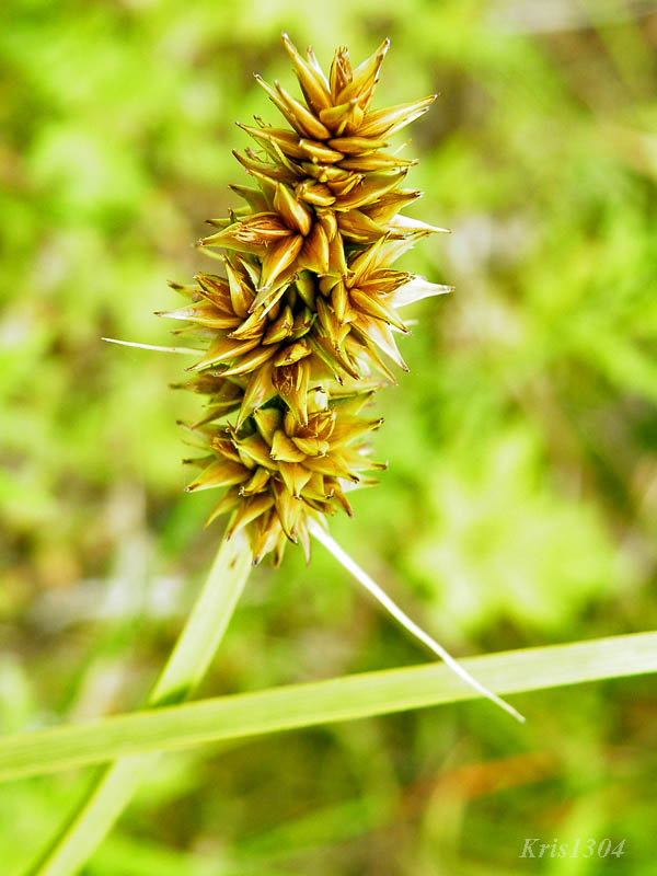 (Carex cuprina)