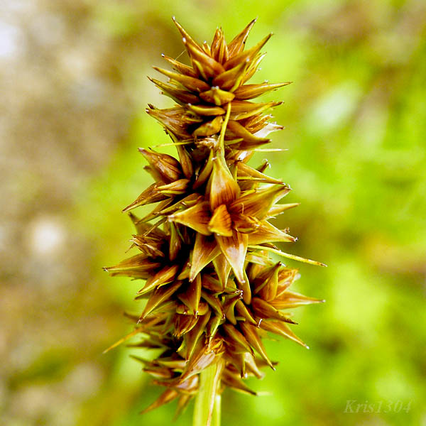 (Carex cuprina)