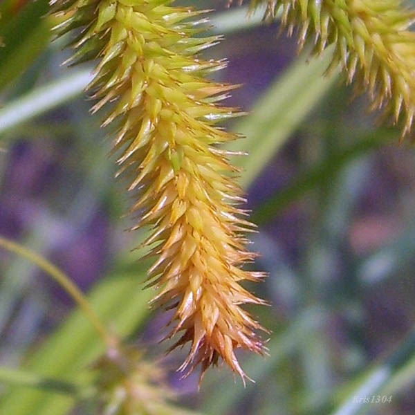 (Carex pseudocyperus)