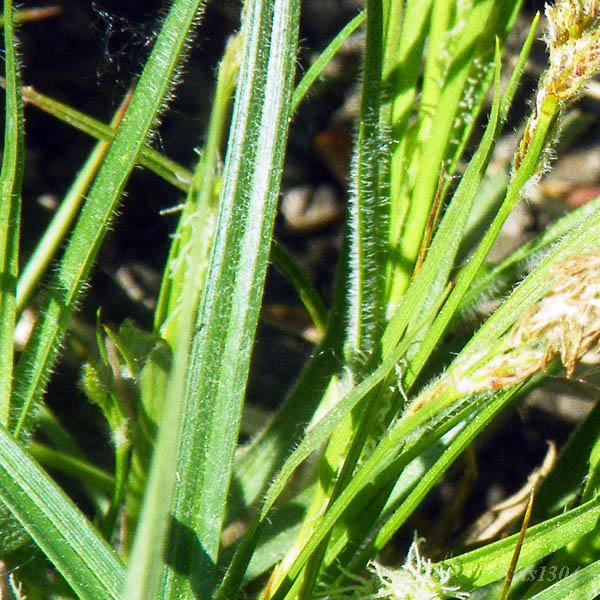 (Carex hirta)