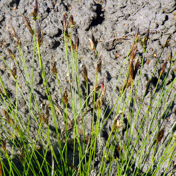 (Carex montana)