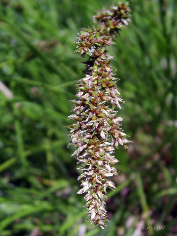 (Carex paniculata)