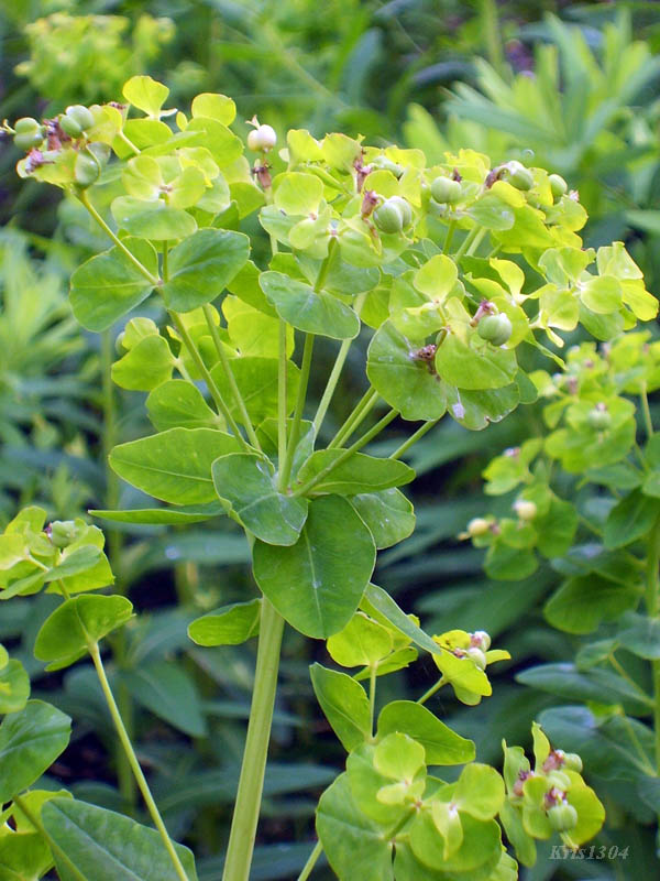 (Euphorbia lucida)