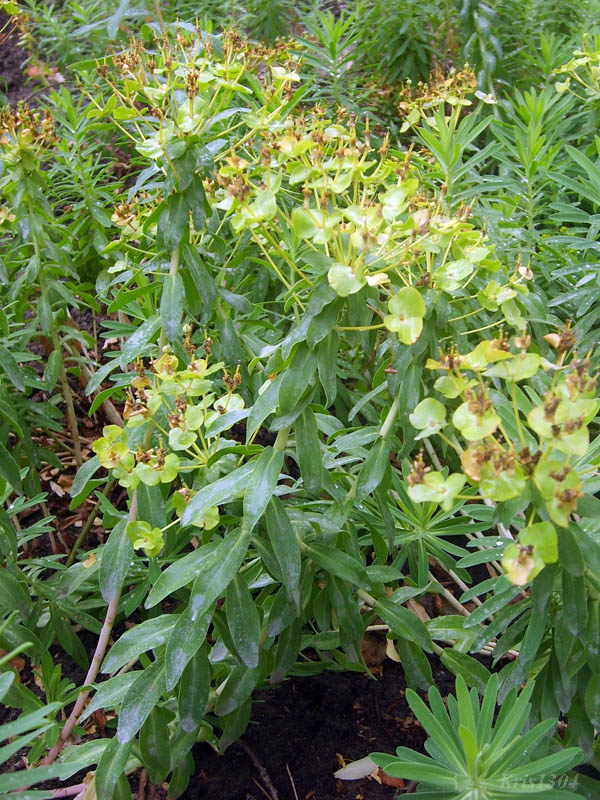 (Euphorbia amygdaloides)