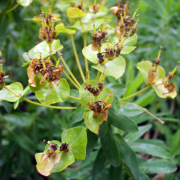 (Euphorbia amygdaloides)