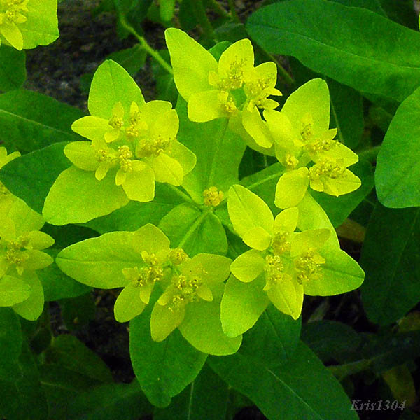 (Euphorbia epithymoides)