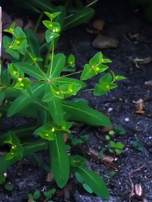 (Euphorbia dulcis)