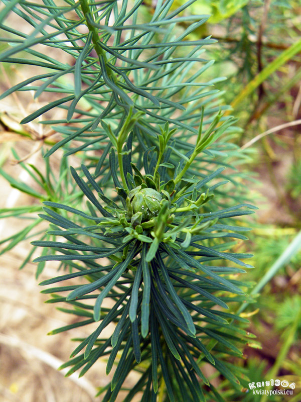 (Euphorbia cyparissias)