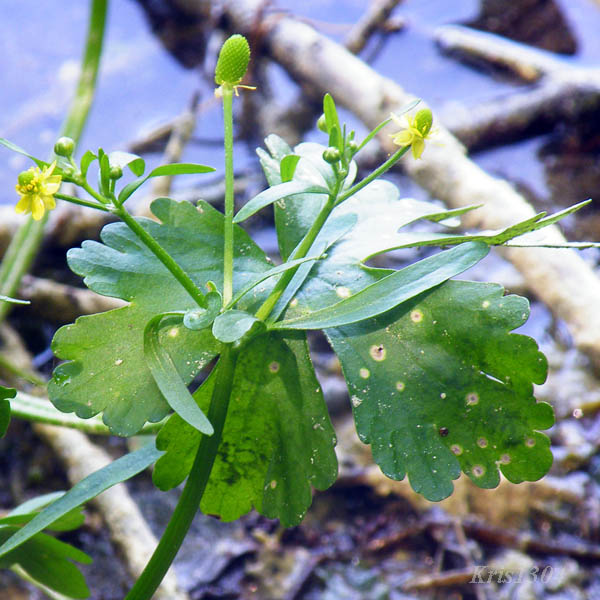 (Ranunculus sceleratus)