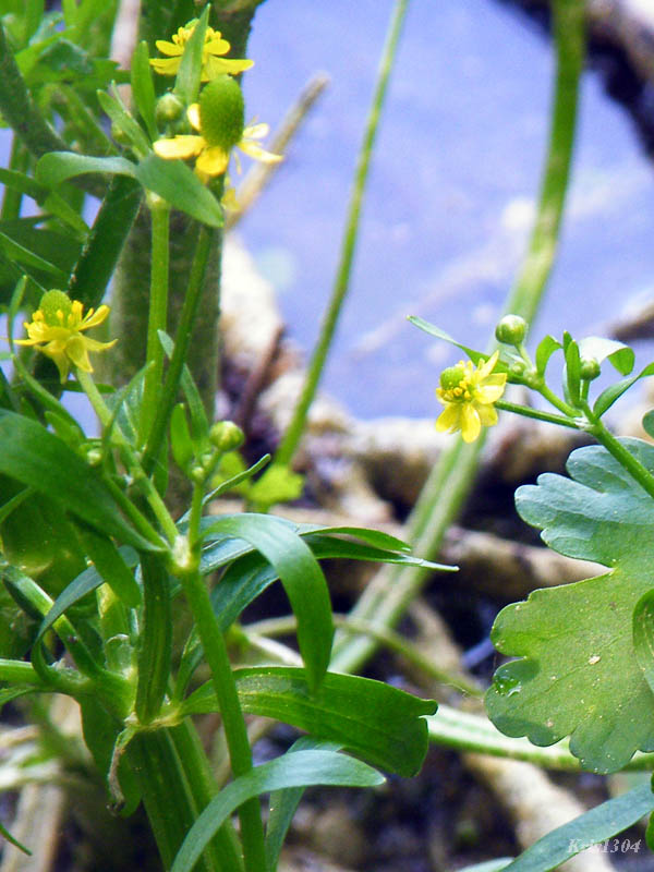 (Ranunculus sceleratus)