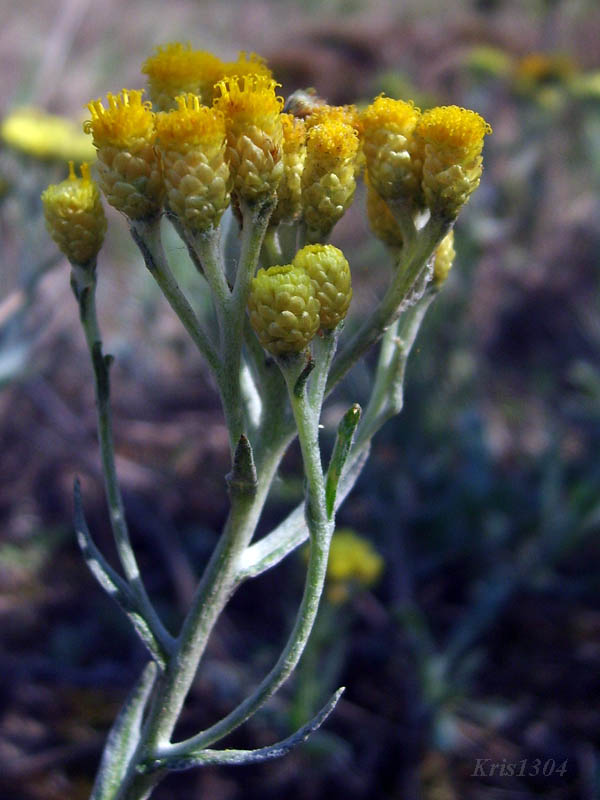 (Helichrysum arenarium)