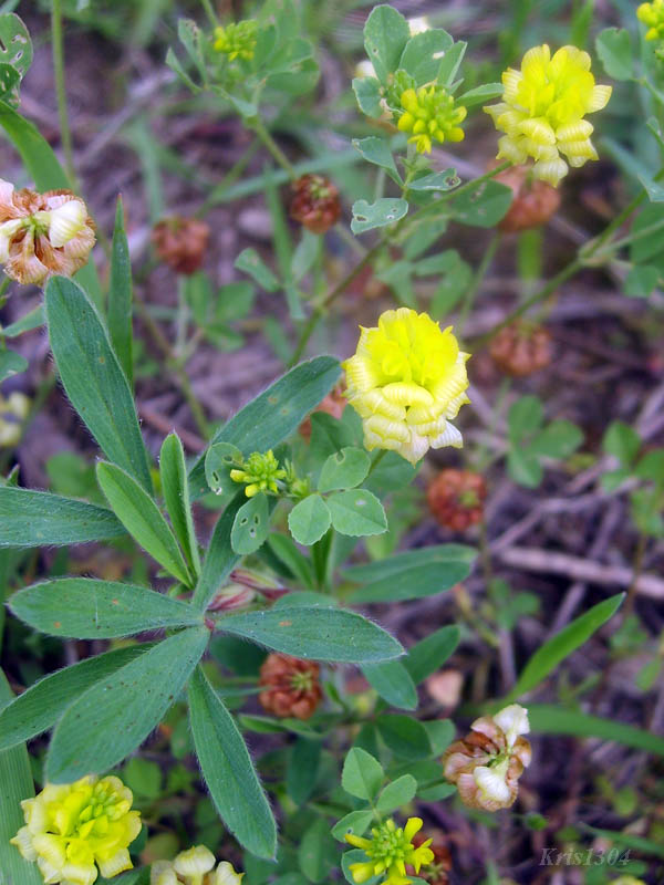  (Trifolium campestre)