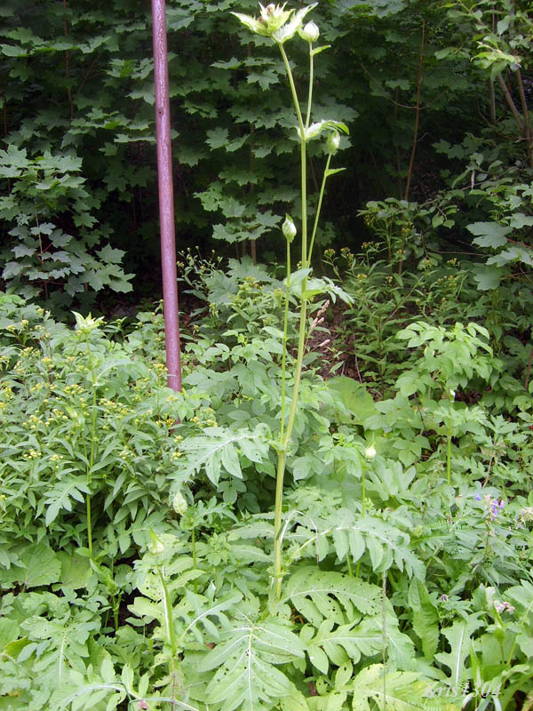(Cirsium oleraceum)
