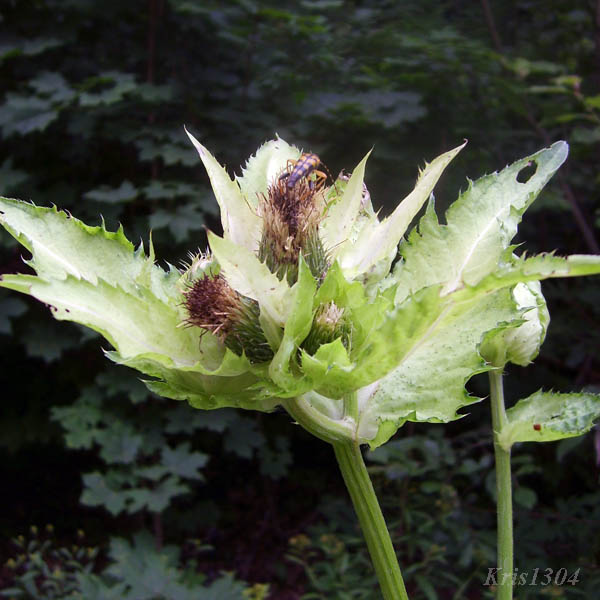 (Cirsium oleraceum)