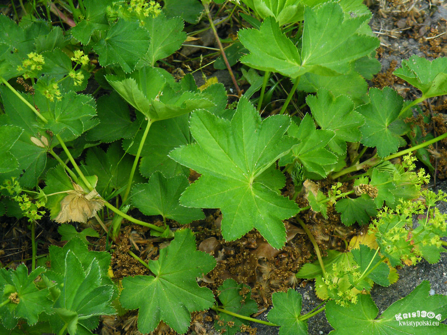 przywrotnik prawie nagi