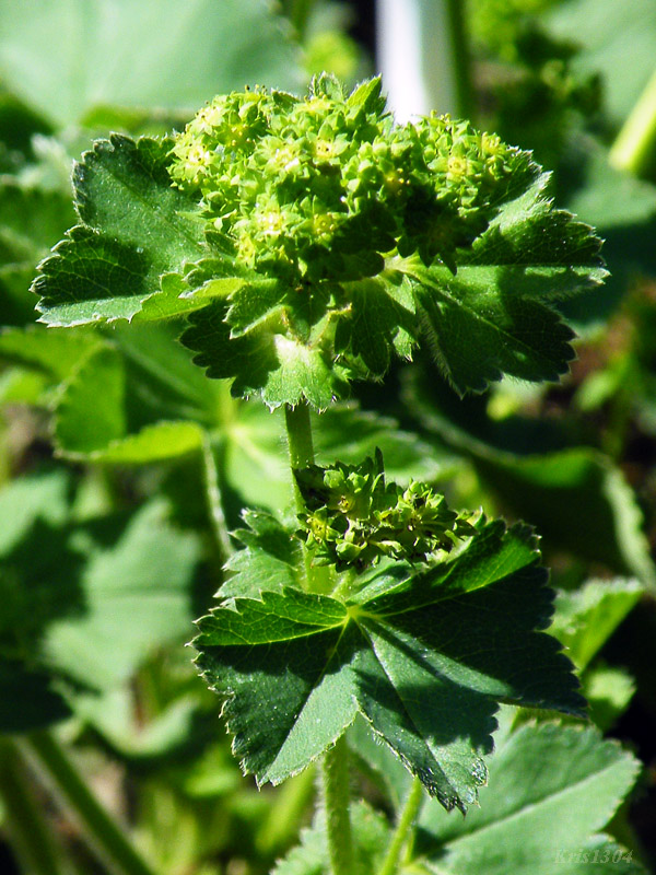 przywrotnik Wadysawa