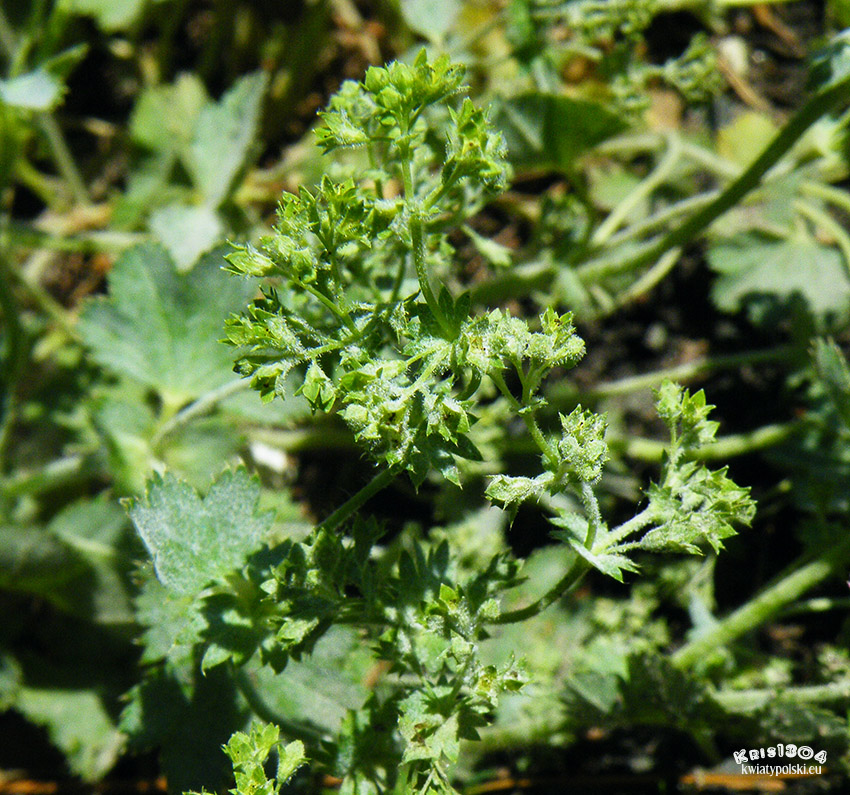 przywrotnik tawozielony