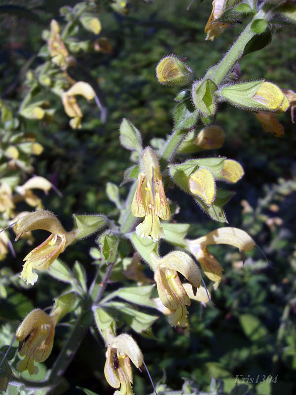 (Salvia glutinosa)