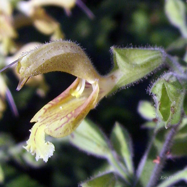 (Salvia glutinosa)