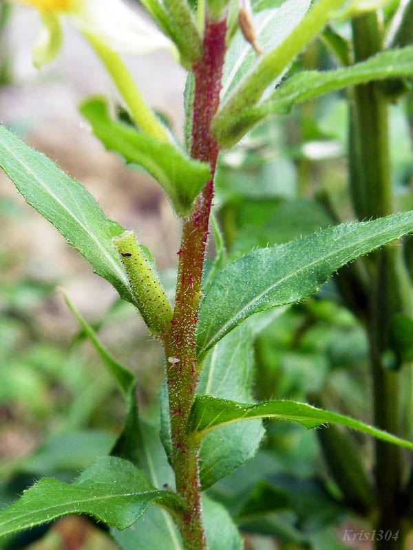 (Oenothera rubricaulis)