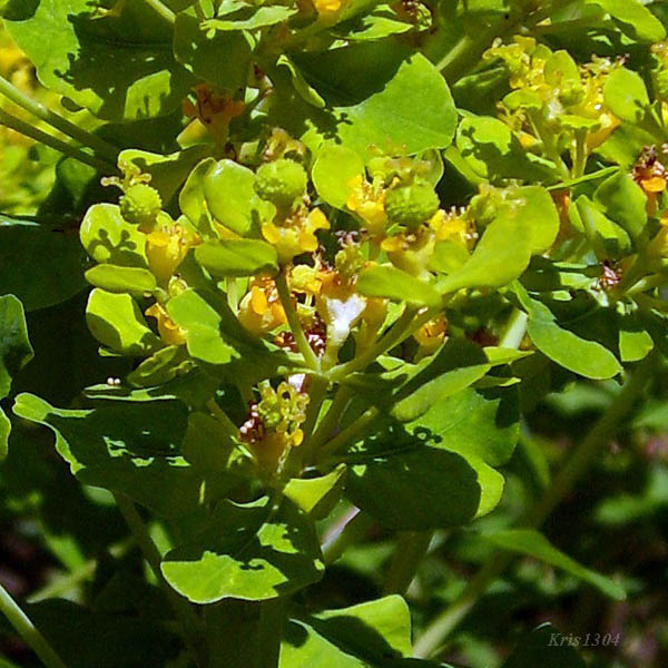 (Euphorbia palustris)