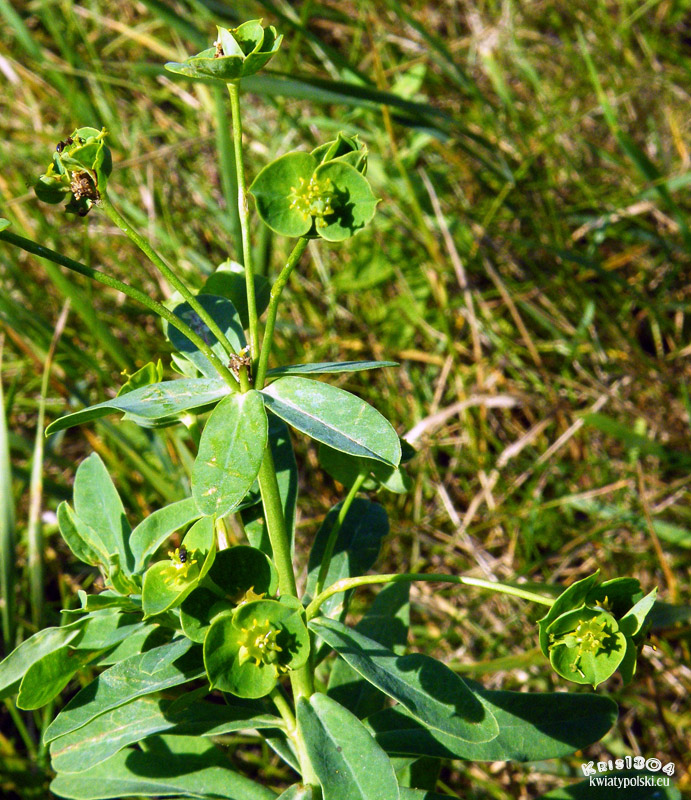 Euphorbia esula